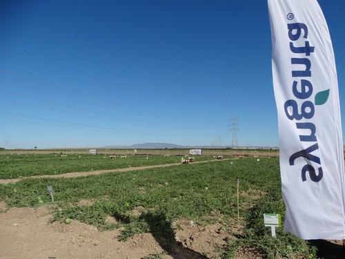 Syngenta muestra a productores, compradores y supermercados sus nuevas propuestas en melón y sandía