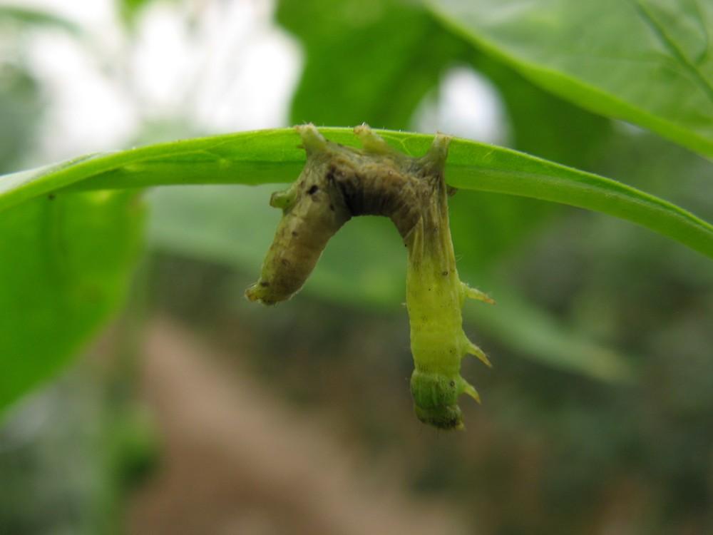 VIR-EX, aliado de los agricultores en el control biológico de la rosquilla verde en pimiento