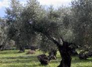 La Junta respalda la modernización de más de 1.700 explotaciones agrarias con casi 63 millones de euros en ayudas
