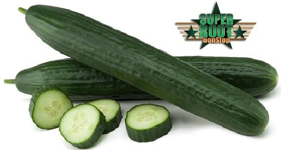 Seminis ofrece la máxima calidad en su gama de pepinos ‘Super Root-Non Stop’