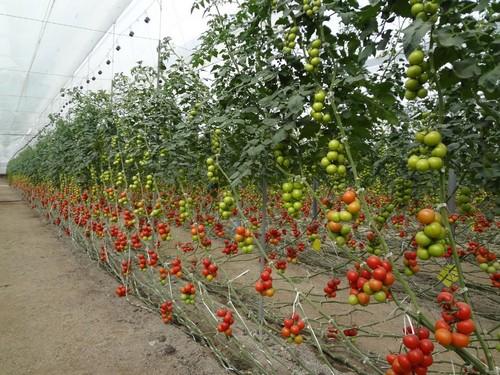 La Junta abona 5,7 millones de euros en ayudas para la producción ecológica y zonas con dificultades
