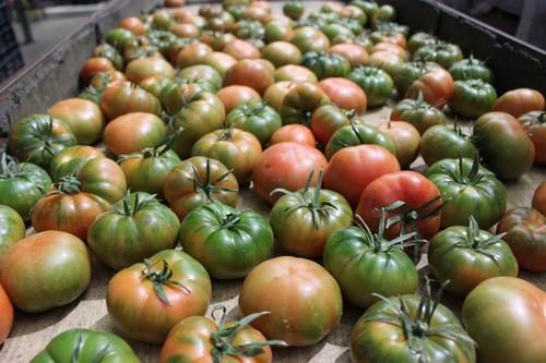 Convocadas las ayudas para los programas operativos de las Organizaciones de Productores de Frutas y Hortalizas
