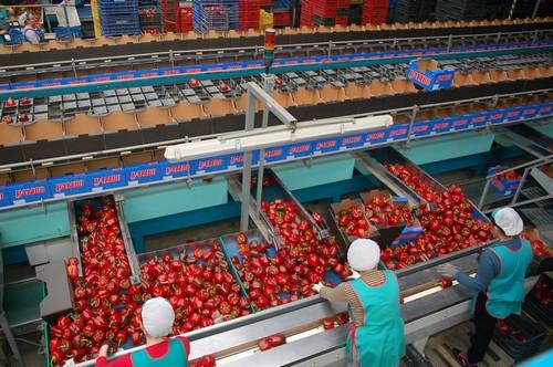 Las exportaciones agroalimentarias andaluzas a Reino Unido siguen creciendo al cumplirse un año del Brexit