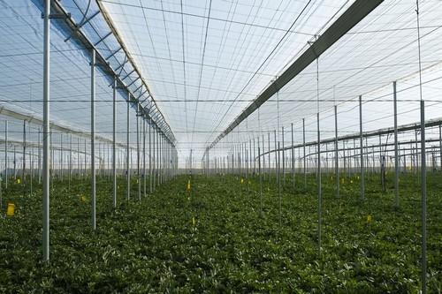 HORTIESPAÑA lanza un vídeo para dar a conocer el cultivo de invernadero