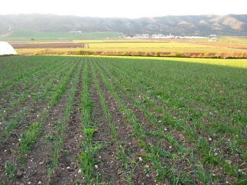 Agricultura participa en la regulación de fertilizantes y fitosanitarios permitidos en producción ecológica