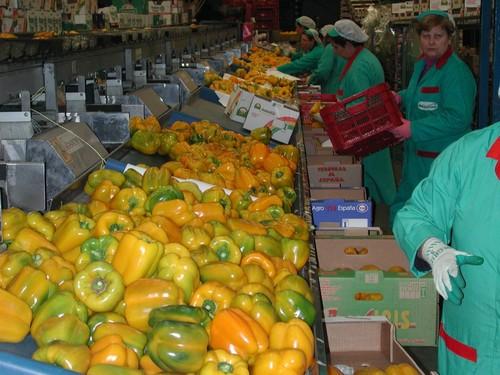 El pimiento incrementó el precio medio de campaña un 5% respecto al ejercicio anterior