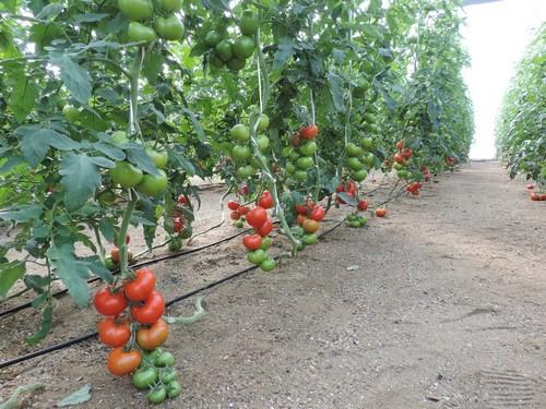 Los tomates pera y rama registraron un incremento de valor de un 61% y 54% respectivamente en la campaña 2016-2017