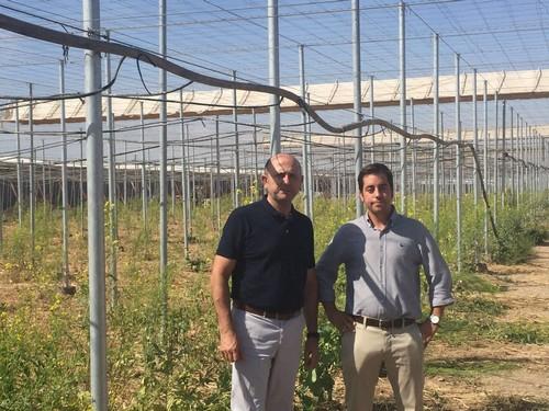 Los agricultores mantienen el nivel de uso de la técnica del ‘abonado en verde’ para la gestión de restos vegetales
