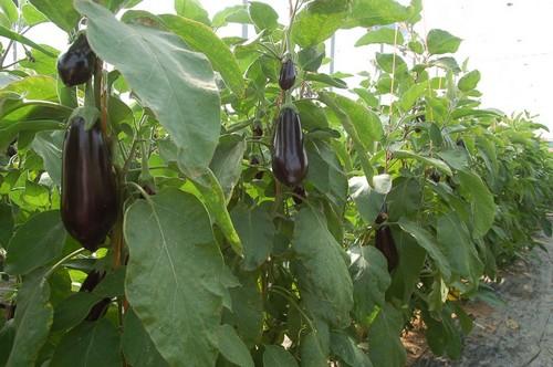 Calabacín y berenjena comienzan septiembre con precios que rondan el euro por kilo