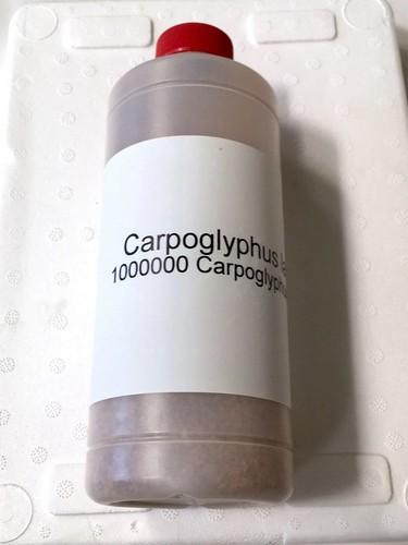 La población de 'Swirski' en pepino crece 30 veces más con el uso de 'Carpoglyphus' como alimento extra
