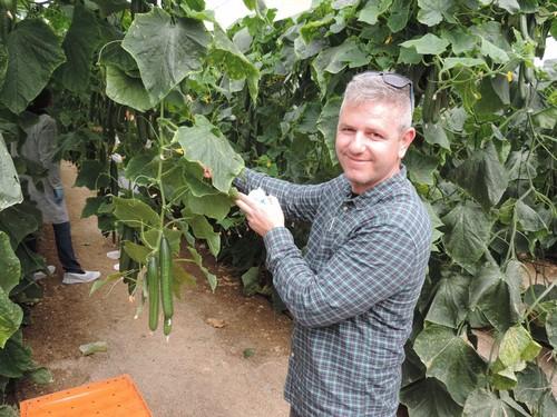 Seminis ofrece productividad, calidad y resistencias con sus pepinos Teseo y 091