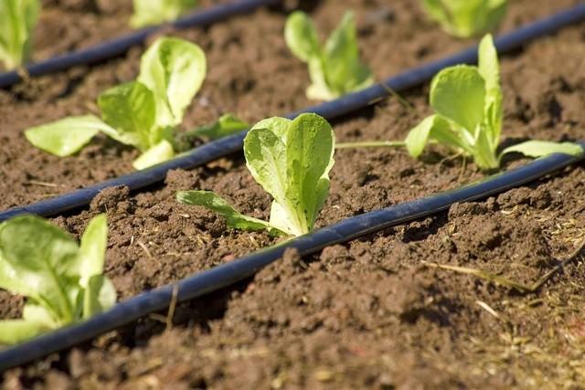 SQM: soluciones nutricionales sólidas que aumentan la eficiencia