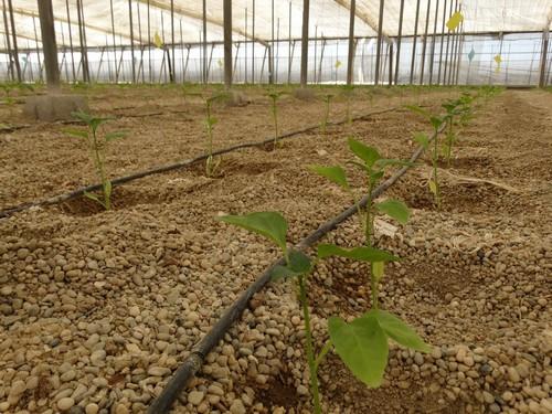 Aportan nuevas técnicas en el manejo de la fertilización para mejorar la calidad de los frutos