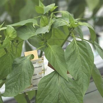 La alimentación con ácaros presa, un nuevo éxito  para el control de mosca blanca, trips y araña roja