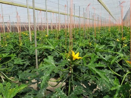 Los calabacines siguen por encima de los dos euros y la berenjena supera los 1,50 euros el kilo