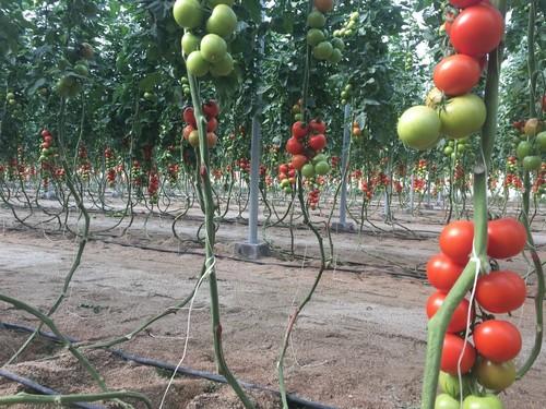 La Junta abrirá en 2018 una nueva convocatoria de ayudas para la producción ecológica dotada con 31 millones de euros