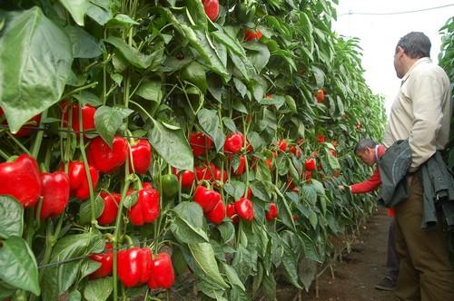 El California rojo cierra el mes de septiembre superando el euro por kilo