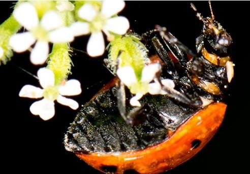 La UAL acogerá las XXXIII Jornadas de Entomología, patrocinadas por Infoagro Exhibition