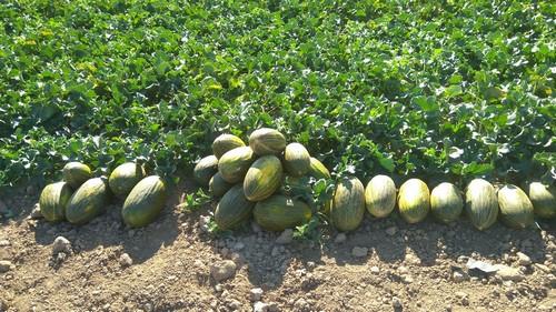 Los cultivos tratados con AgriAlgae® mejoran notablemente su rendimiento y la calidad de los frutos