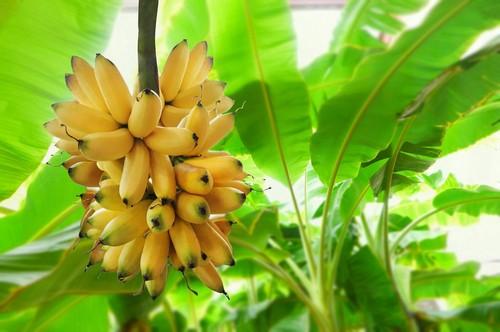 GLOBALG.A.P. presenta el nuevo Add-On Bioseguridad R4T para bananas