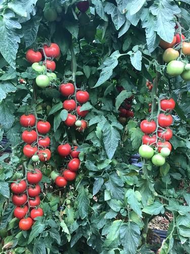 ISI 62133 F1, el tomate de sabor en ramo de ISI Sementi