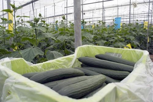 Biotec Family trabaja de la mano del agricultor para cultivar el mejor producto de calidad y buen sabor