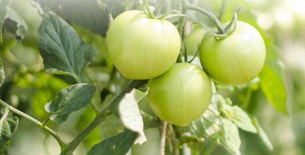 Algaegreen Maxx, la solución en casos de estrés hídrico, salino o térmico del cultivo