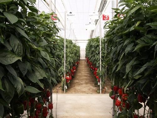 El control biológico en pimiento supera las 10.500 hectáreas en esta campaña