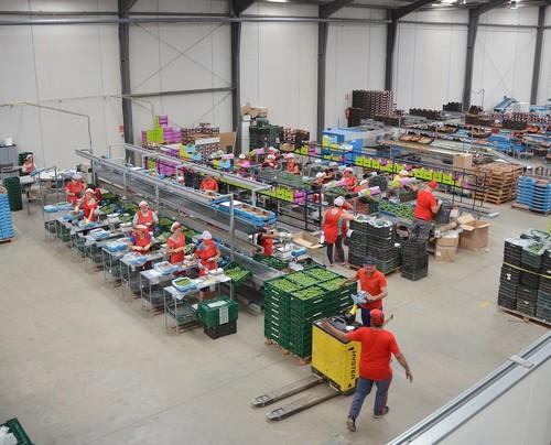Ecoinver cumple una década como empresa productora y comercializadora de hortalizas
