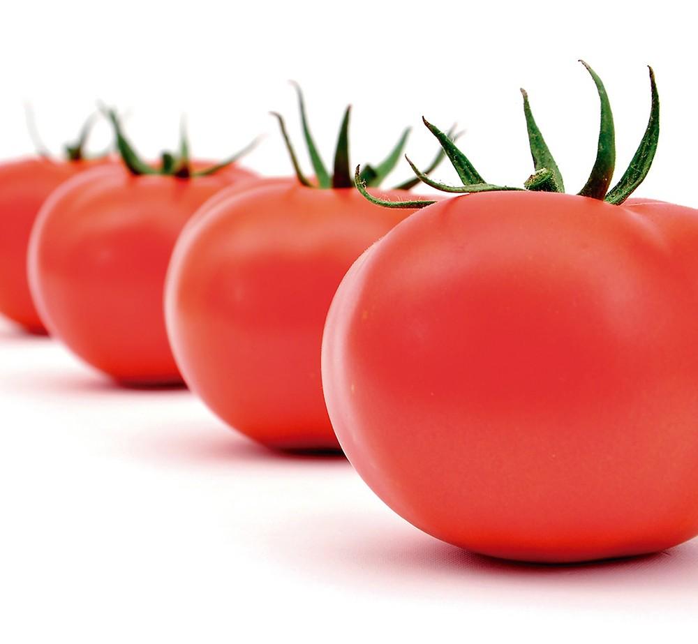 Seminis conjuga el mejor sabor, color, producción, poscosecha y resistencias en sus variedades de tomate