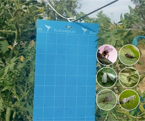 La utilización de ecotrampas reduce el uso de pesticidas y detecta antes la presencia de plagas en el cultivo