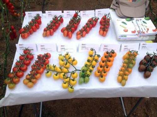 Diamond Seeds apuesta por crecer en los mercados internos con nuevos materiales desarrollados para cada zona de cultivo