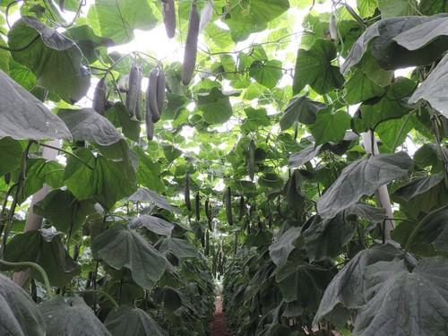 Almería aglutina el 25 por ciento de los productos agroalimentarios exportados por Andalucía en 2017