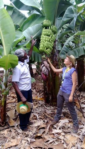 Real IPM Kenya y Biobest se asocian en el lanzamiento del proyecto EU MUSA