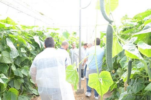 Seminis presenta SV6830CE, la variedad de pepino Almería más oscura del mercado