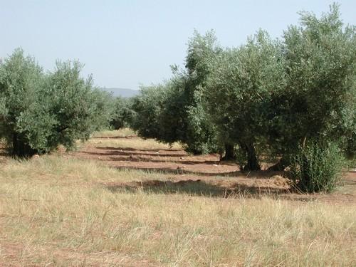 Almería recibe 187.000 euros en ayudas agroambientales correspondientes a la campaña 2016