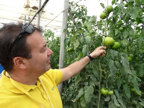 Kabrera F1, el tomate de HM Clause caracterizado por su precocidad, calibre y dureza