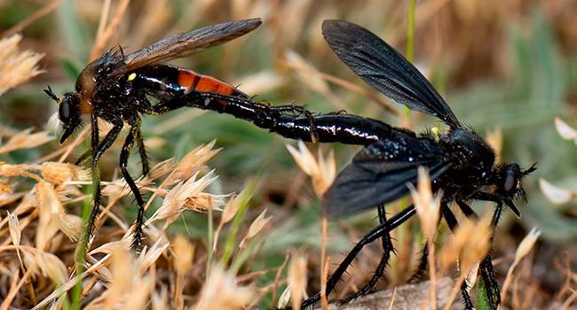 Almería acoge, desde el próximo 15 de noviembre, las XXXIII Jornadas de Entomología