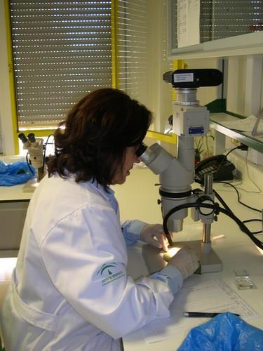 El  Laboratorio de Producción y Sanidad Vegetal de Almería recibe en año y medio más de 18.500 muestras