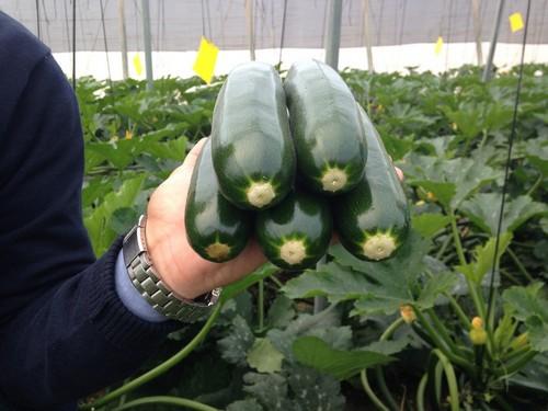 La bajada de las temperaturas sube el precio de calabacín y berenjena