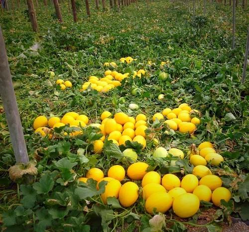 Limal RZ, el nuevo melón amarillo de excelente cuaje en épocas de frío y planta verde hasta el final