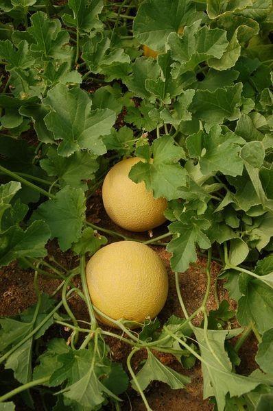 Melón y sandía continúan cuesta abajo