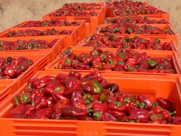 Alemania destruye una partida de pimiento polaco con 28 veces del efetón permitido