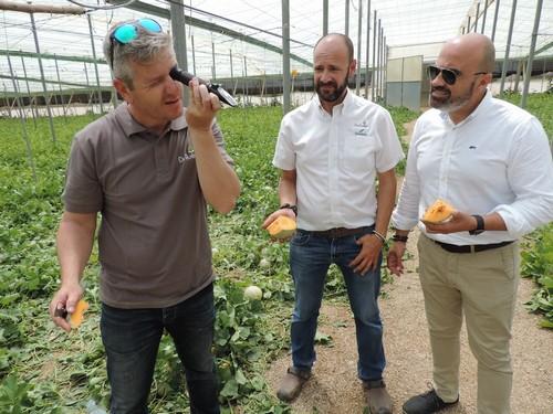 Seminis, una apuesta segura en melón y sandía