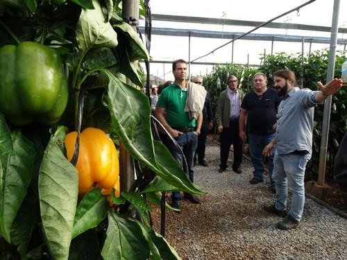 Las II Jornadas de Pimiento Temprano de Dalías arrancan con ponencias sobre el futuro de la agricultura y presentando variedades de Syngenta