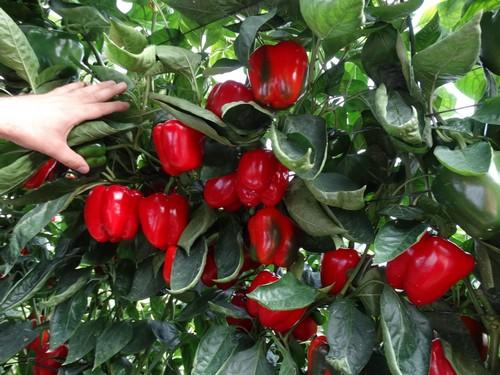 Amparo, Azahar, Abraham y Deseo, de HM Clause, se lucen en las II Jornadas de Pimiento Temprano de Dalías