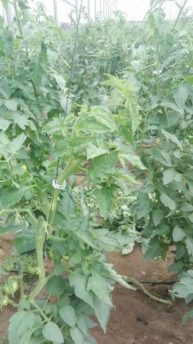 COAG alerta de una reducción de la producción este otoño por la virosis