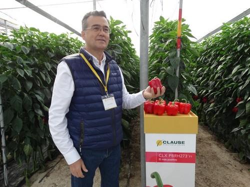 HM Clause presenta en sus jornadas de puertas a abiertas a Catión, el california tardío con resistencia a oídio y nemátodos