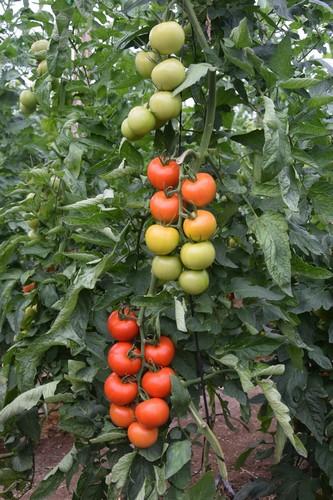 Hazera España presenta 'Sotomayor', de calibre G y extraordinaria producción, en sus jornadas de tomate en Níjar