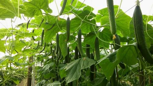 En invierno solo el pepino Anubis F1 de Agrinature se siente como en el Caribe